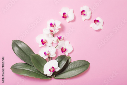Fototapeta Naklejka Na Ścianę i Meble -  orchid flowers and green leaves on pink paper background