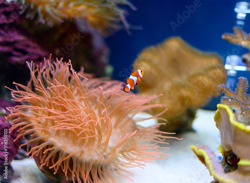 Fototapeta Naklejka Na Ścianę i Meble -  clown fish in the aquarium
