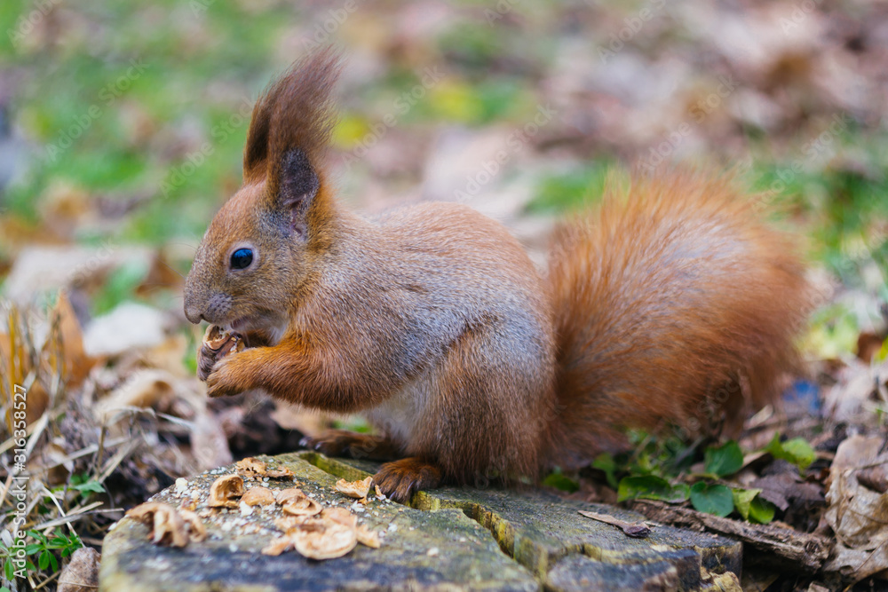Red squirrel sitting on a stump with a nut in its mouth. Young squirrel in the park. (Sciurus vulgaris) Red squirrel sitting on a stump with a nut in its mouth. Young squirrel in the park. (Sciurus vulgaris)