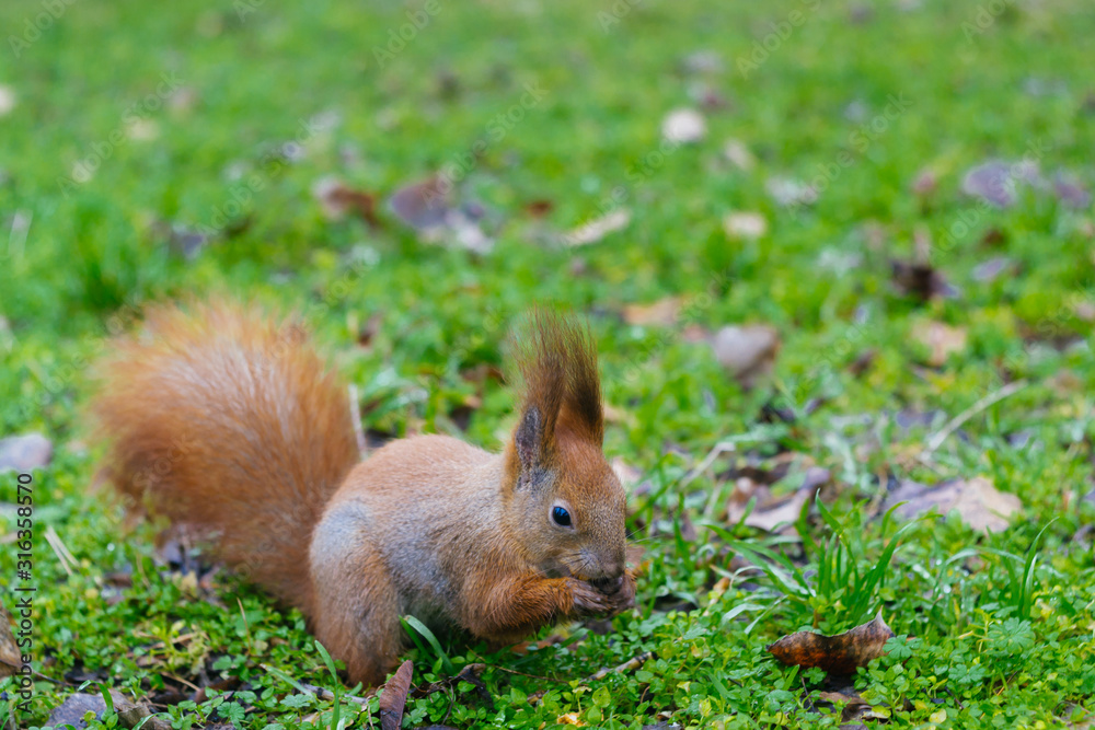 The squirrel is siting on the ground and eats a nut . Young squirrel in the park. (Sciurus vulgaris) The squirrel is siting on the ground and eats a nut . Young squirrel in the park. (Sciurus vulgaris)