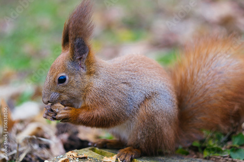 Red squirrel sitting on a stump with a nut in its mouth. Young squirrel in the park. (Sciurus vulgaris) © J. Kearns