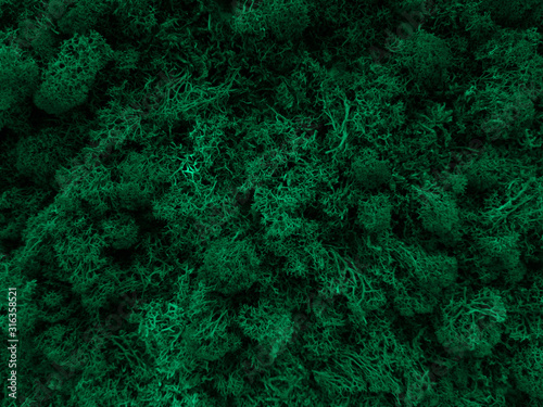 Green moss in forest close-up