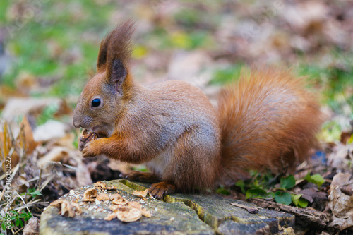  Red squirrel sitting on a stump with a nut in its mouth. Young squirrel in the park.  Sciurus vulgaris 