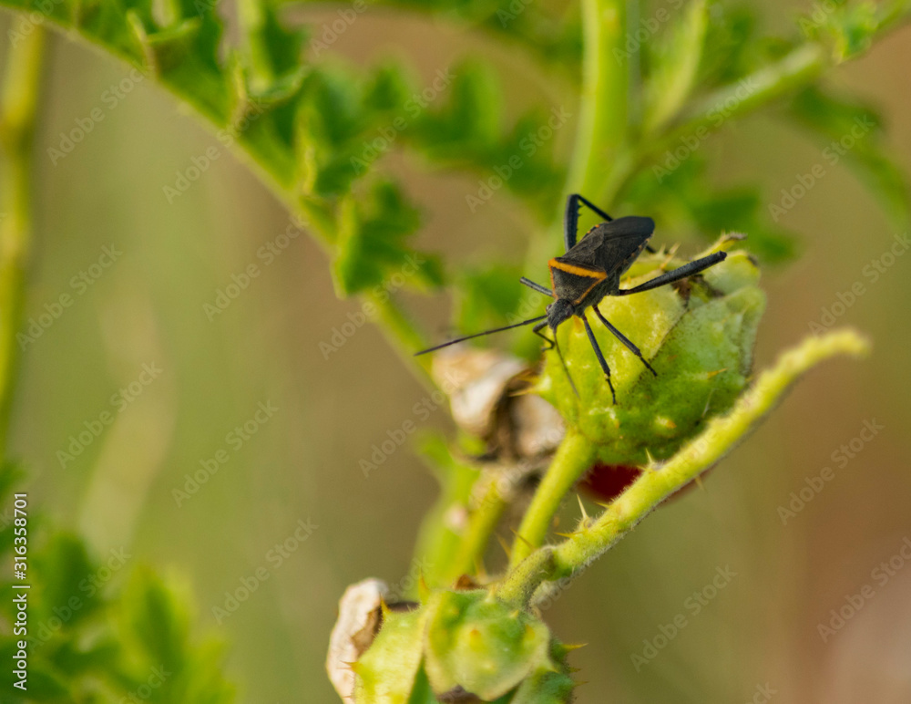 Mantis Religiosa Marron Mantis Religiosa Marron