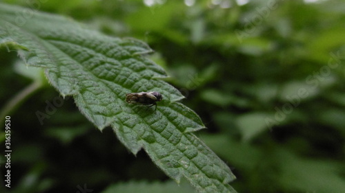 Insekt auf einem Blatt 