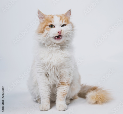Aggressive spotted cat on a light background, pet is played on a white background