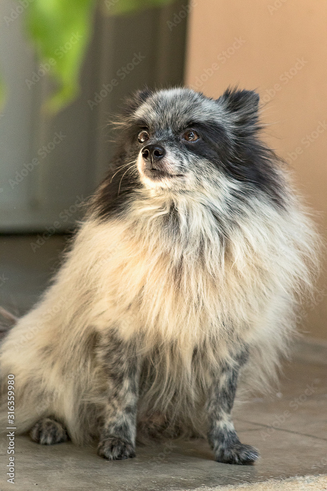 panda pomeranian Stock Photo Adobe Stock