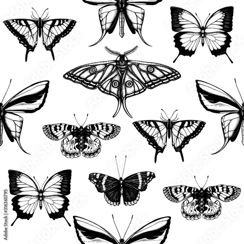 Vector backdrop with high detailed insects sketches. Hand drawn butteries illustrations in vintage style. Entomological drawings set. Butterflies seamless pattern. photo