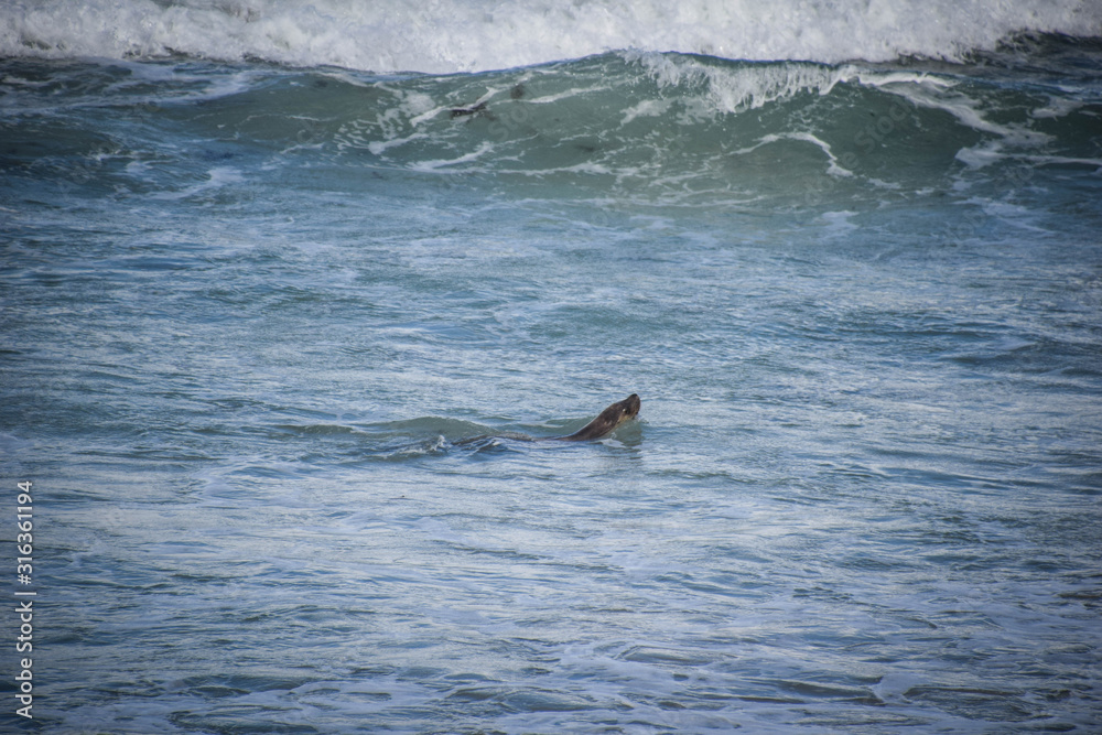 Fototapeta premium Kangaroo Island, South Australia