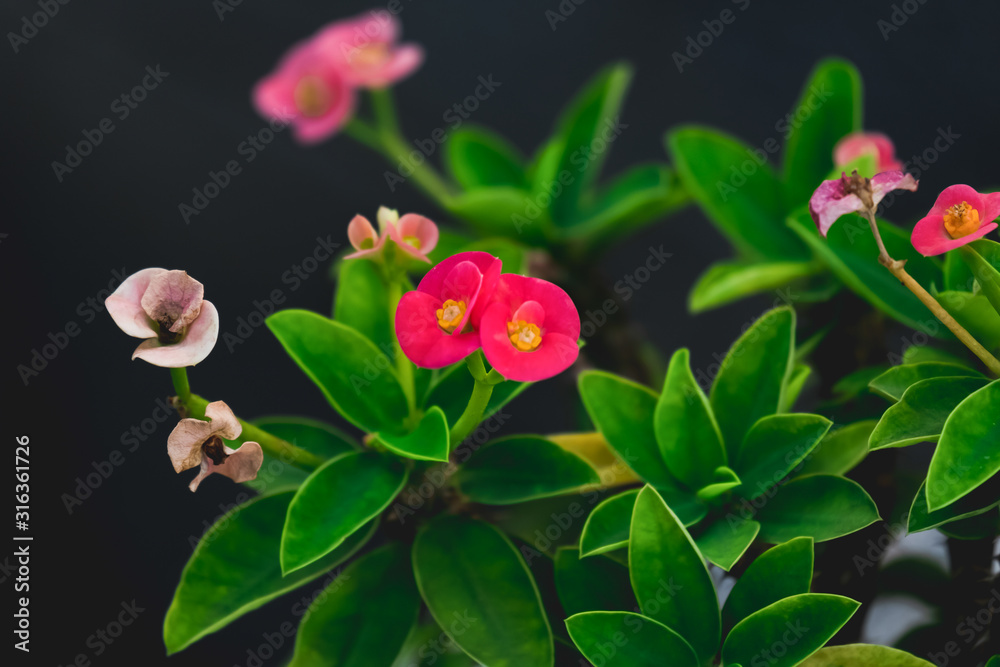 Crown of Thorns (Euphorbia Milii Desmoul) Closeup and nature art style or noise and soft focus or blur. Crown of Thorns (Euphorbia Milii Desmoul) Closeup and nature art style or noise and soft focus or blur.