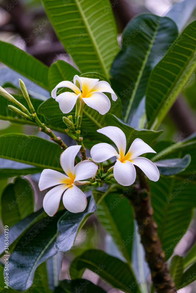 Fototapeta premium Frangipani, Plumeria, Temple Tree, Graveyard Tree. Brunch of Plumeria in green leaf back ground