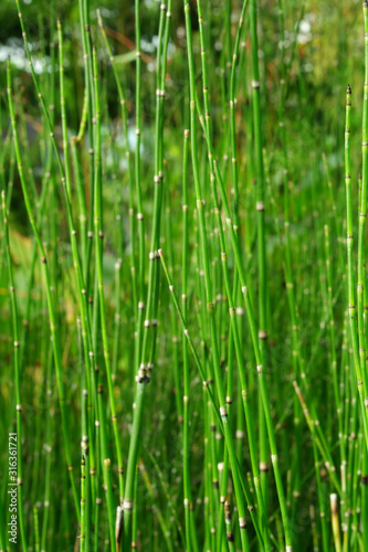 green grass close-up  natural background  Hymenachne pseudointerrupta.