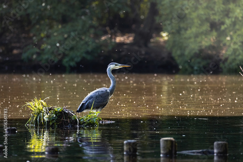 heron on the water