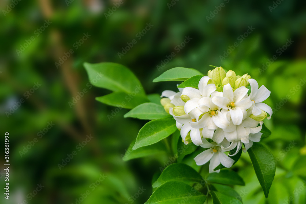 Orang Jessamine, China Box Tree, Andaman Satinwood, Chinese Box-wood, or Murraya paniculata with green leaves blooming nature style background and soft focus or blur . Orang Jessamine, China Box Tree, Andaman Satinwood, Chinese Box-wood, or Murraya paniculata with green leaves blooming nature style background and soft focus or blur .