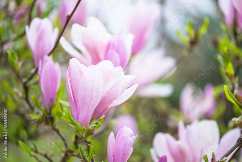 Beautiful pink magnolia flowers with waterdrops blooming in the spring garden. Close up © stsvirkun