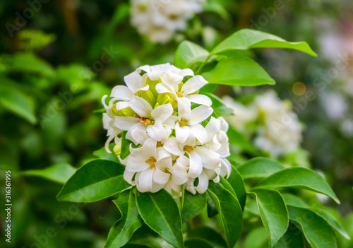 Orang Jessamine, China Box Tree, Andaman Satinwood, Chinese Box-wood, or Murraya paniculata with green leaves blooming nature style background and soft focus or blur 