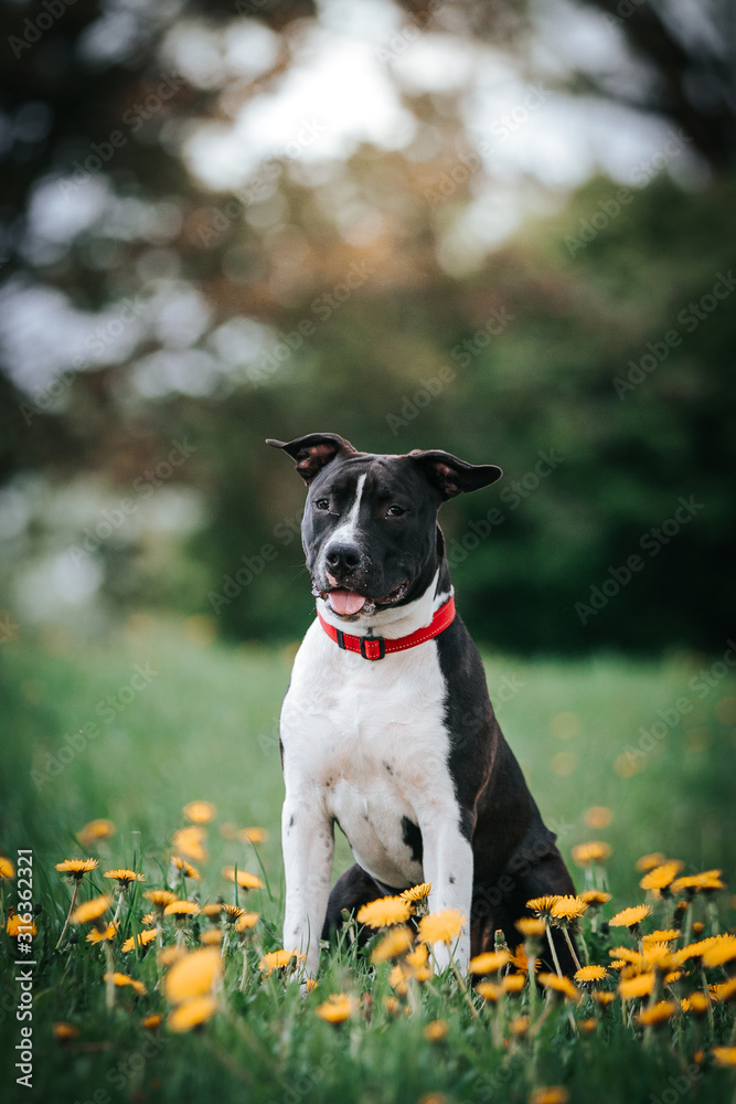 american staffordshire terrier puppy posing otside in the park. american staffordshire terrier puppy posing otside in the park.