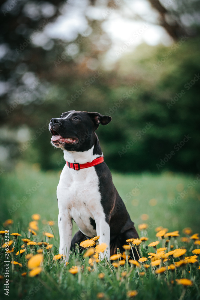 American staffordshire terrier puppy posing outside American staffordshire terrier puppy posing outside