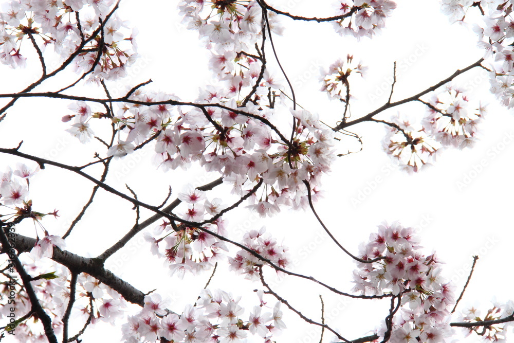 桜199