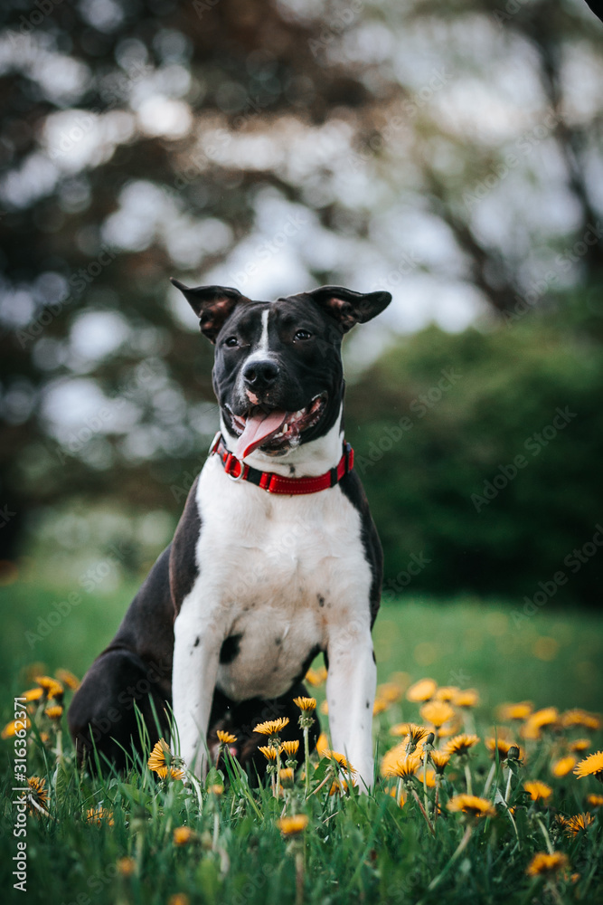 American staffordshire terrier puppy posing outside