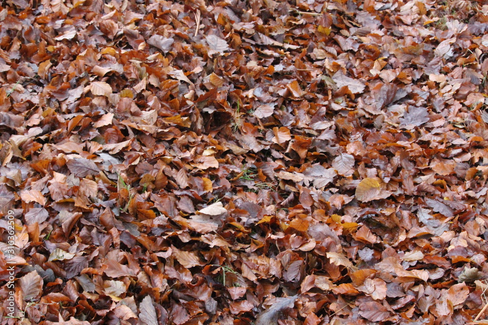 A photograph of a forest woodland floor covered in autumnal leaves, oranges and browns, woodland debris. A photograph of a forest woodland floor covered in autumnal leaves, oranges and browns, woodland debris.