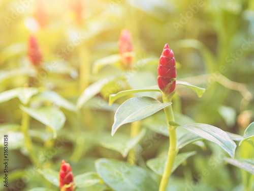 Red Button Ginger (Costus woodsonii) flowers in a garden. Abstract blurred green nature background with copy space. photo