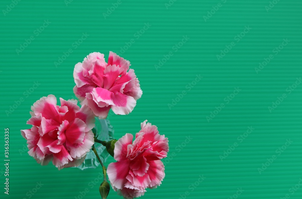 花 カーネーション ピンク 屋内 Stock Photo Adobe Stock
