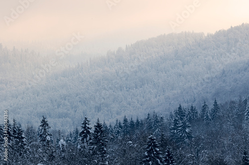Forest in the snow, mountains of Gorski kotar, Croatia