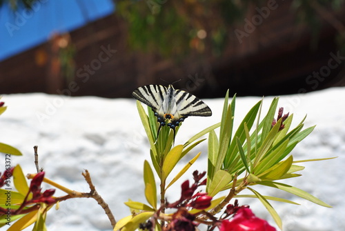 Scarce Swallowtail Butterfly  (Iphiclides podalirius) in Rhodes