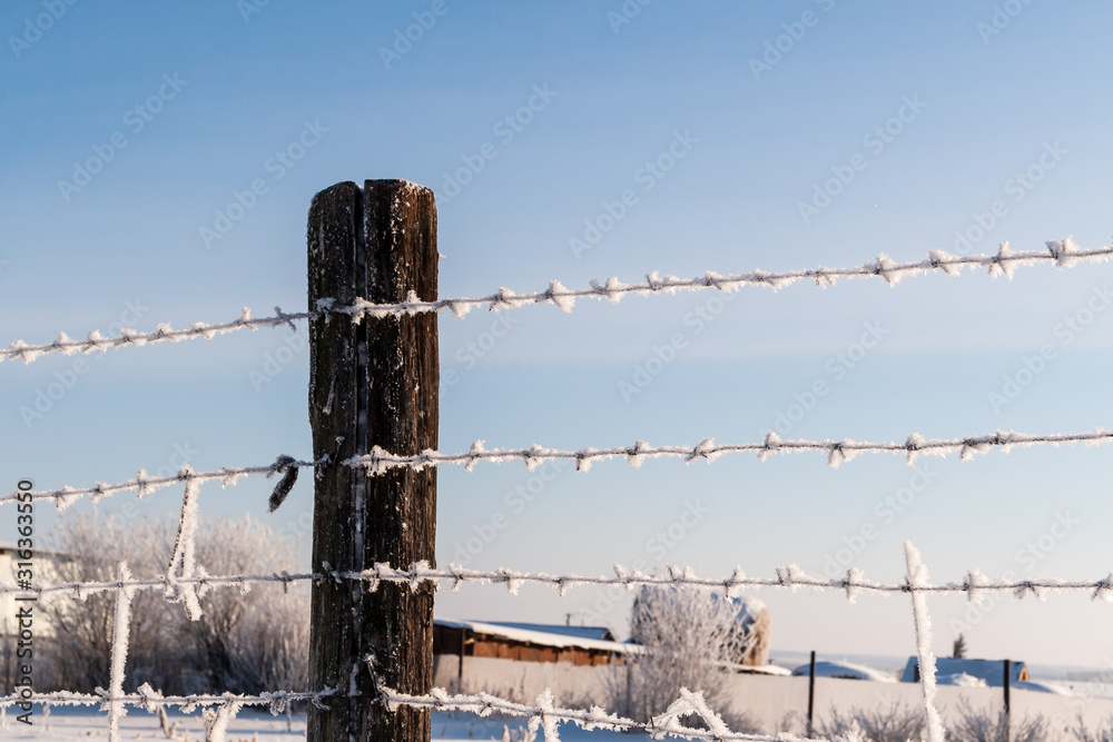 Barbed wire on a winter day in the countryside. Frosty barbed wire. Barbed wire on a winter day in the countryside. Frosty barbed wire.