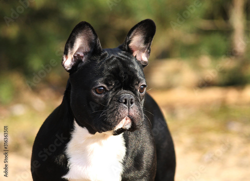 French bulldog girl posing in the forest. © Evelina