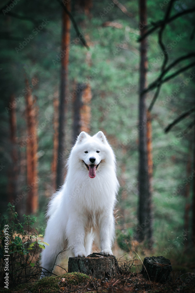 Samoyed dog posing in the beautiful park. Samoyed dog posing in the beautiful park.
