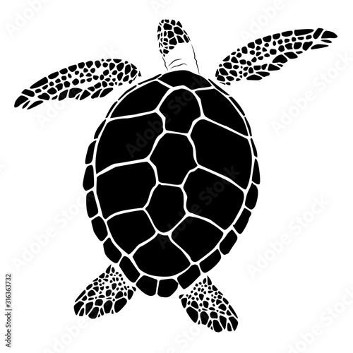 graphic sea turtle,vector illustration of sea turtle,vector of turtle design on a white background,save a turtle.