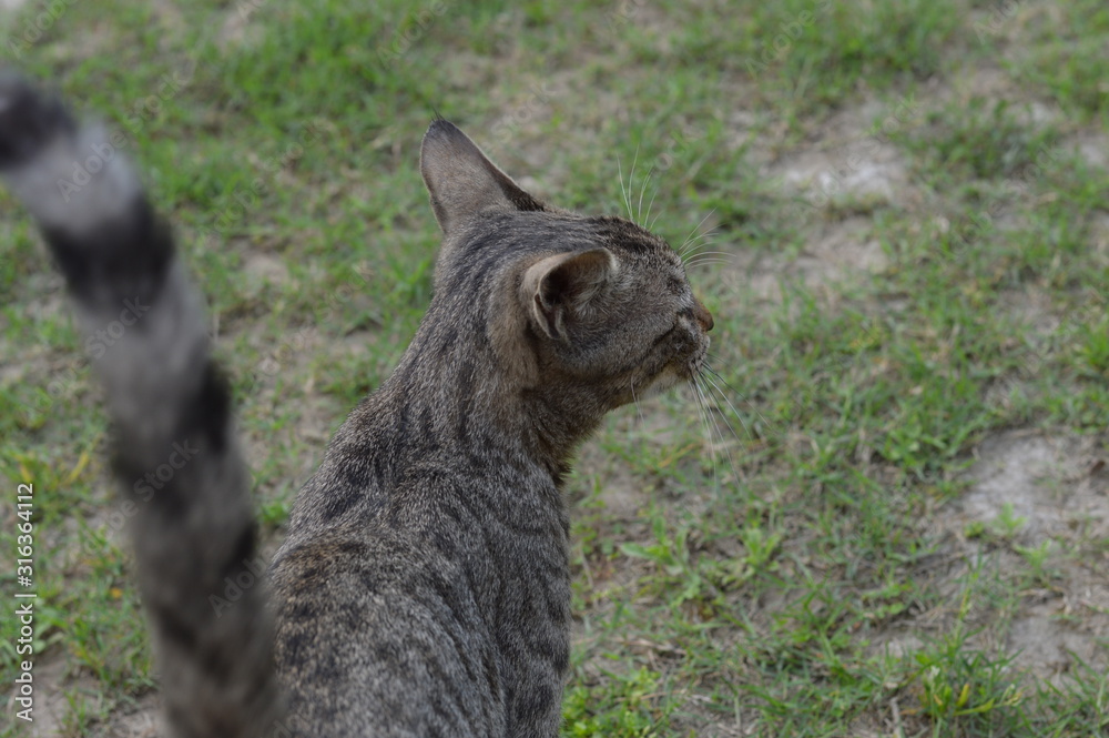 cat on grass