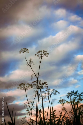 flower and blue sky