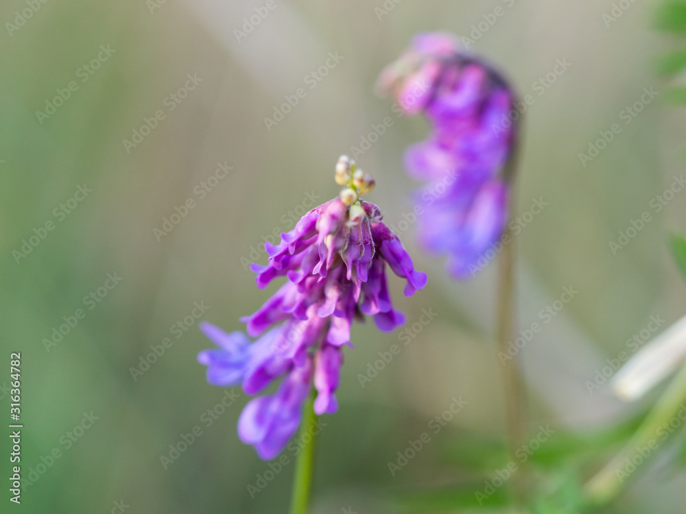Vicia cracca (tufted vetch, bird vetch, blue vetch) blossom detail Vicia cracca (tufted vetch, bird vetch, blue vetch) blossom detail