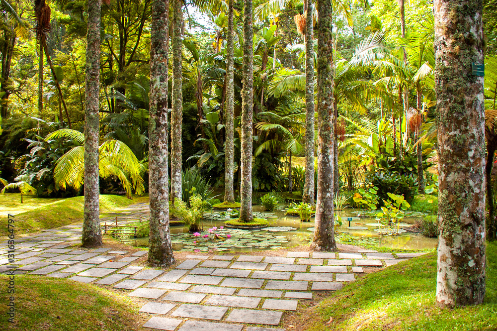 View of The Terra Nostra Garden, Furnas, Sao Miguel, Azores, Portugal