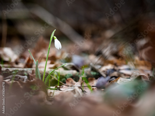 Spring Snowdrop flower (Galanthus)