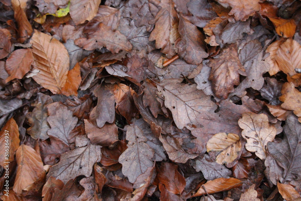 A photograph of a forest woodland floor covered in autumnal leaves, oranges and browns, woodland debris. A photograph of a forest woodland floor covered in autumnal leaves, oranges and browns, woodland debris.