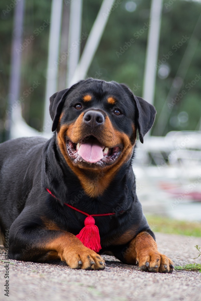 Rottweiler posing outside at summer. Rottweiler posing outside at summer.