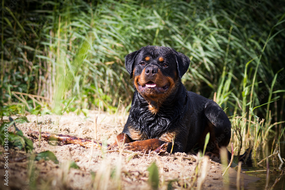 Beautiful rottweiler male posing outside in green nature.