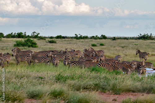 Zeba im Nationalpark Tsavo Ost, Tsavo West und Amboseli in Kenia photo