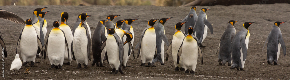 Fototapeta premium Group of King Penguins, South Georgia 