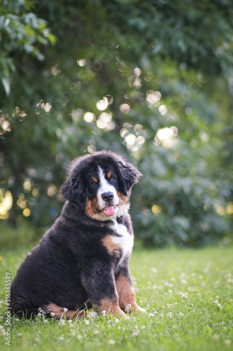 Bernese mountain dog puppy in the sunset