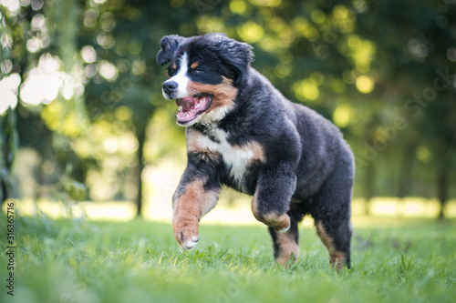 Bernese mountain dog puppy outside. So cute and small bernese puppy. 