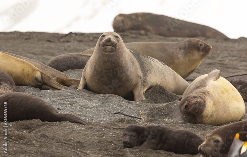 Elephant Seals, South Georgia 
