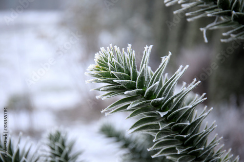 rime ice on the needles of a juniper shrub on sunny winter morning