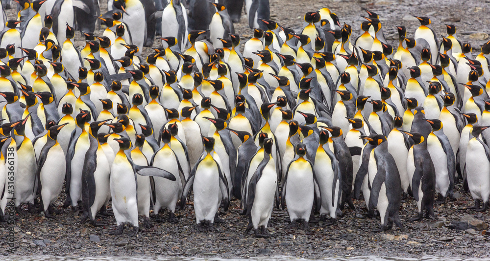 Obraz premium Group of King Penguins, South Georgia 