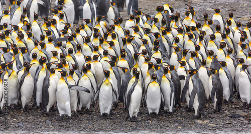 Group of King Penguins, South Georgia 