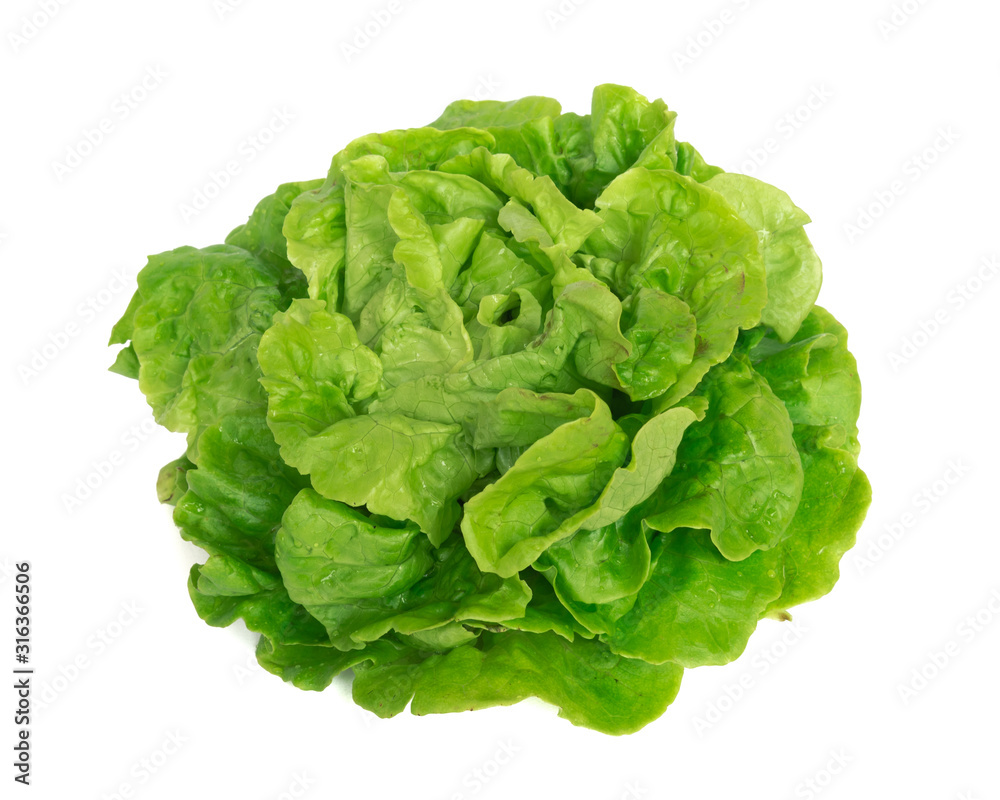 Studio shot bright green Tom Thumb lettuce isolated on white Studio shot bright green Tom Thumb lettuce isolated on white